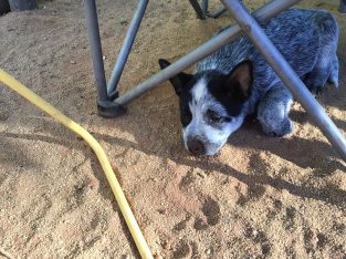 Australian Cattle Dog – Loveday