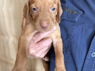 Hungarian Vizsla – Benalla