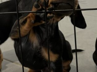 Dachshund – North Lakes