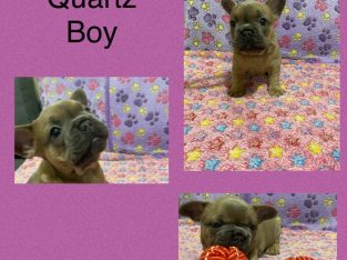 French Bulldog – Campbelltown