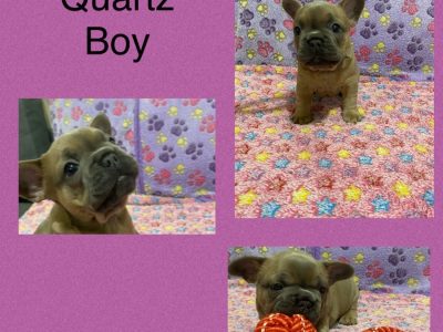 French Bulldog – Campbelltown