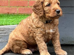 Poodle Standard – Donnybrook