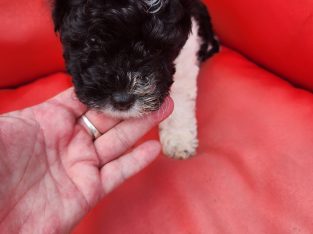 Shih Tzu – South MacLean