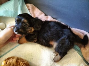 Cavoodle – Rockingham