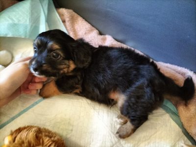 Cavoodle – Rockingham