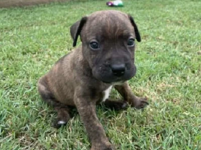 Staffordshire Bull Terrier – Kitchener