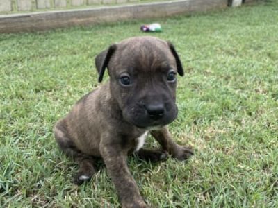 Staffordshire Bull Terrier – Kitchener