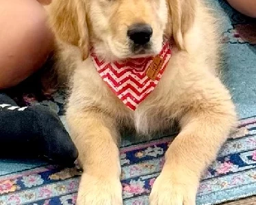 Golden Retriever – Kalkallo