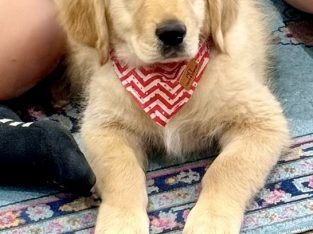 Golden Retriever – Kalkallo