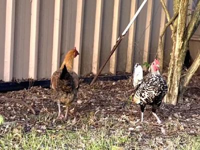 Other Birds – Saint Peters