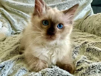 Ragdoll – Carnes Hill