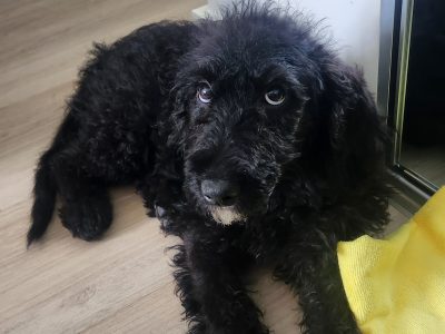 Labradoodle – Schofields