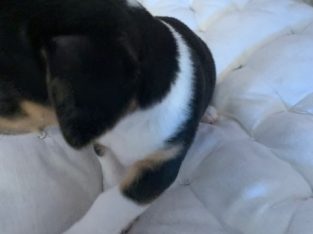 Chihuahua – Knoxfield