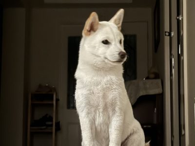 Shiba Inu – Rouse Hill