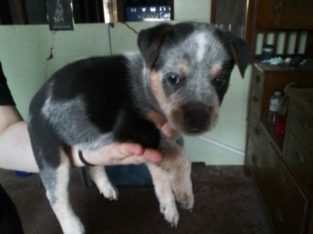 Australian Cattle Dog – Alison McDonald