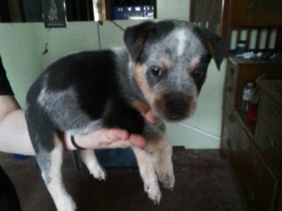 Australian Cattle Dog – Alison McDonald