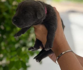 Australian Kelpie – Tungkillo