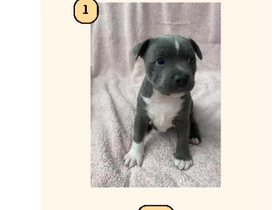 Staffordshire Bull Terrier – Bathurst