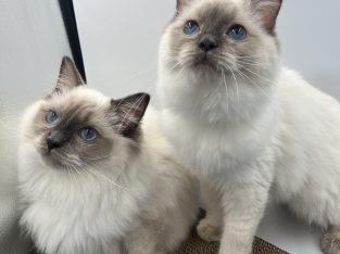 Ragdoll – Townsville City