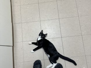 American Curl – Heathridge