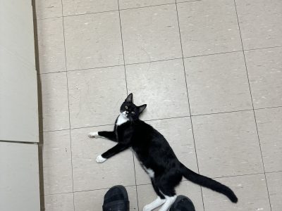 American Curl – Heathridge