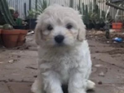 Moodle – Brahma Lodge