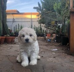 Moodle – Brahma Lodge