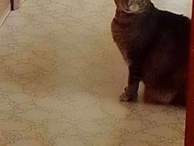 Domestic Short Hair (DSH) – Wynyard