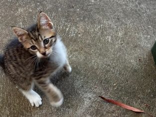 Other Cats – Oaklands Park