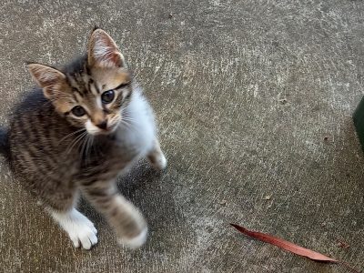 Other Cats – Oaklands Park