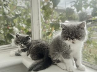 Exotic Shorthair – Caulfield