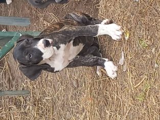 Great Dane – Kabra