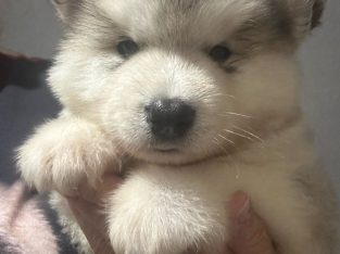 Alaskan Malamute – Grantham