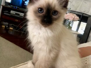 Birman – Beckenham