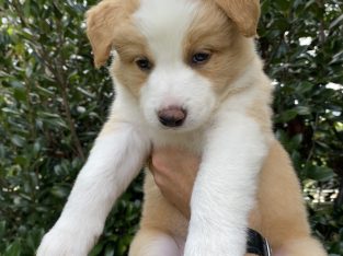 Border Collie – Keiraville