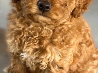 Cavoodle – Southport