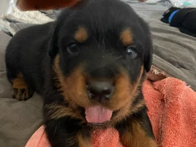 Rottweiler – Angle Park