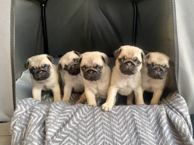 Pug – Mount Gambier