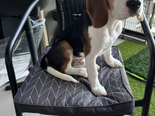 Beagle – Hamilton