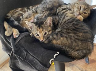 Domestic Medium Hair (DMH) – Werribee South