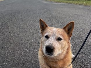 Australian Cattle Dog – Ipswich