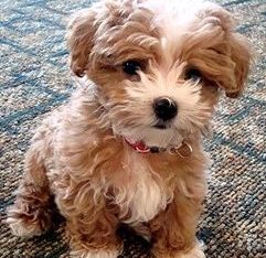 Toy Moodle – Newport