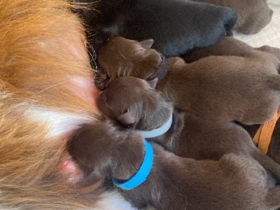 Border Collie – Hillarys