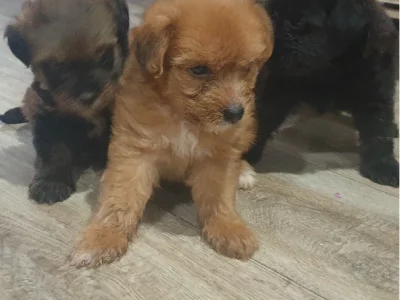 Maltese – East Innisfail