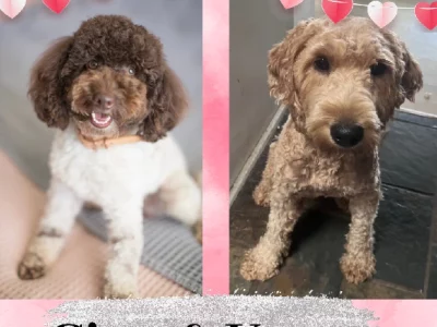 Groodle – Ingleburn