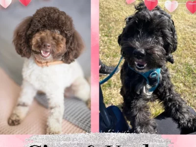 Labradoodle – Ingleburn