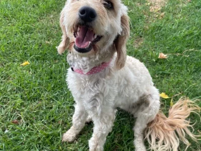 Dogs – Tenterfield