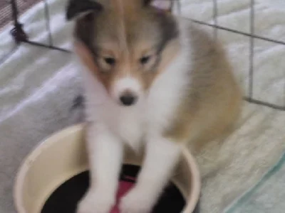 Dogs – Bouldercombe