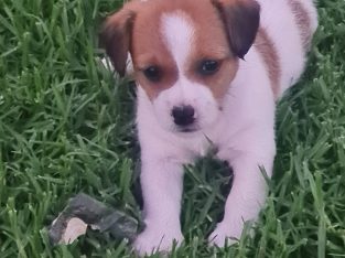 Jack Russell – Werris Creek