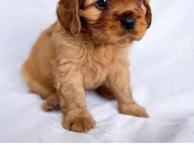 Cavalier King Charles Spaniel – Mornington